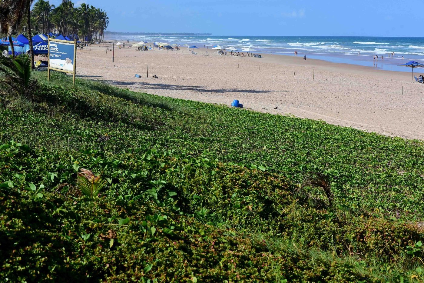Salvador terá segundo viveiro de restinga e novos espaços verdes urbanos